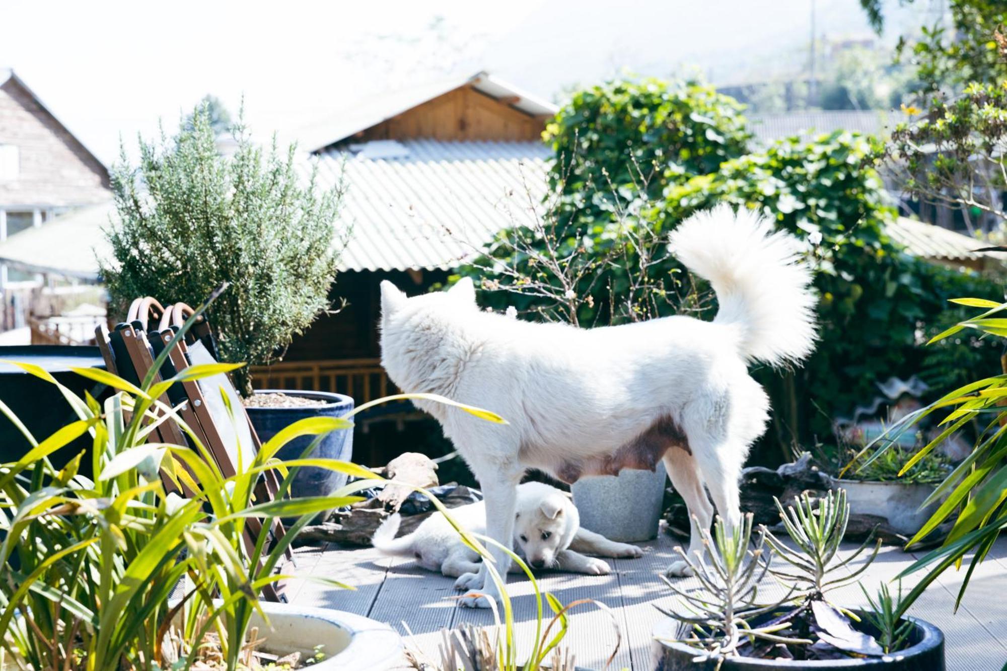 Sapa Plum Eco House Ξενοδοχείο Εξωτερικό φωτογραφία